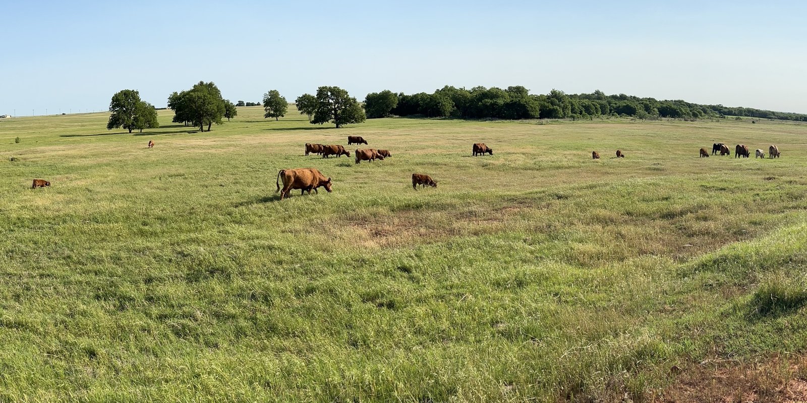Paladin cattle grazing green Oklahoma pasture